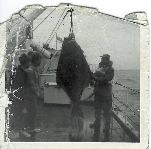 Giant flounder